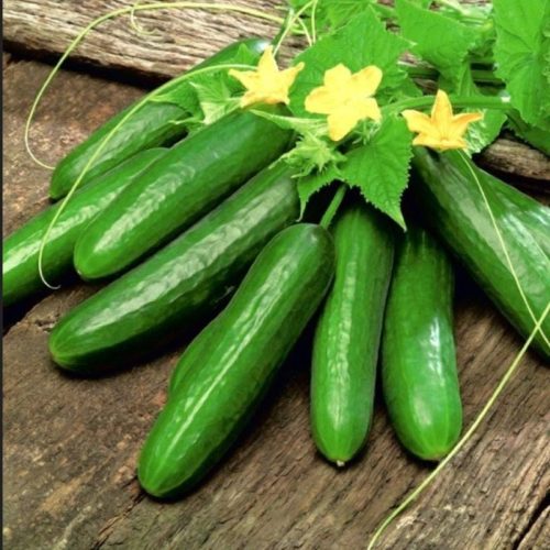 Salatalık KG. 49.00 TL